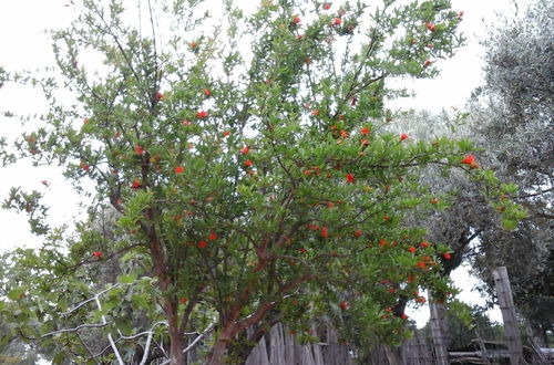 Foto 48 - Il Giardino sul Mare