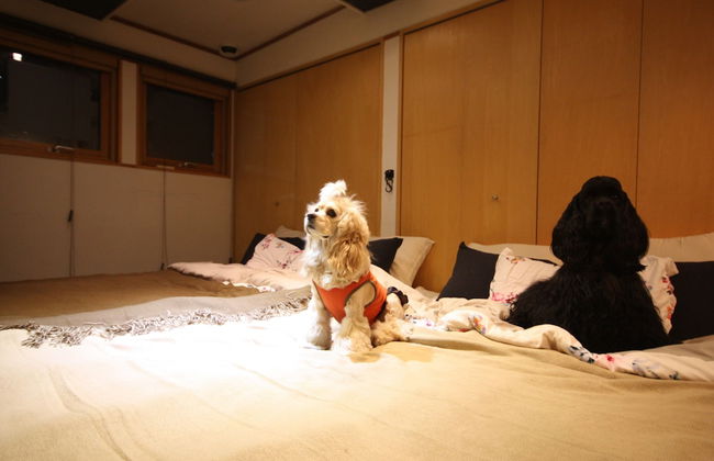 Sapporo Dome Front House - Foto 29