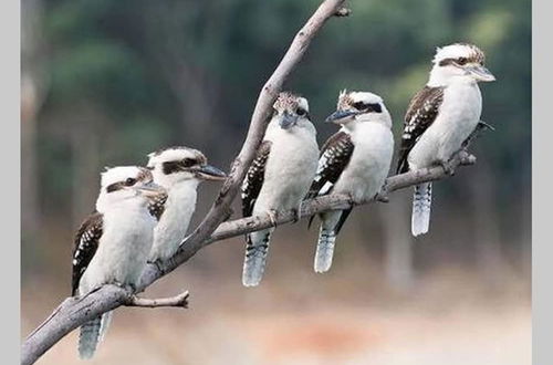 Photo 17 - Kookaburra Retreat