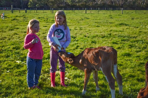 Photo 78 - Freshwater Creek Cottages and Farm Stay