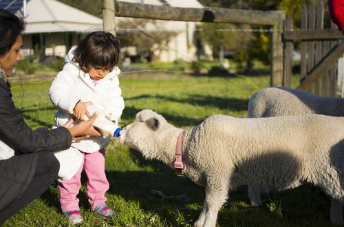 Photo 56 - Freshwater Creek Cottages and Farm Stay