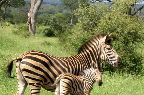 Photo 26 - 3 bed Bush-tent Under 3 Trees, for Couple Plus Chaperone Free Lionhyena Sounds