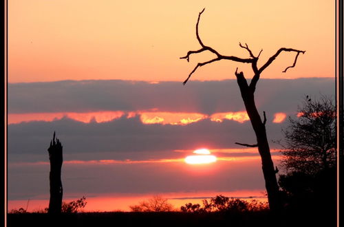 Photo 34 - 3 bed Bush-tent Under 3 Trees, for Couple Plus Chaperone Free Lionhyena Sounds