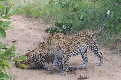 Photo 21 - Amazing Tree in Lounge Eco Apartment With Leopards Passing by at Night