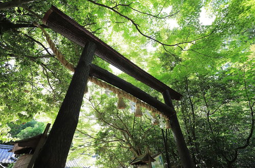 Photo 22 - GuestHouse SagaArashiyama