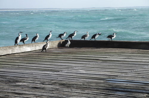 Photo 2 - King Island Accommodation Cottages