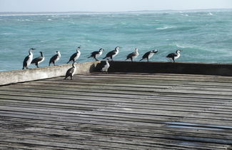 Foto 2 - King Island Accommodation Cottages