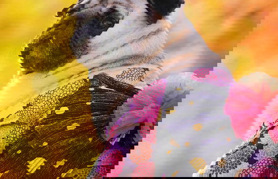 Vanilla Tian Yu - Photo 33