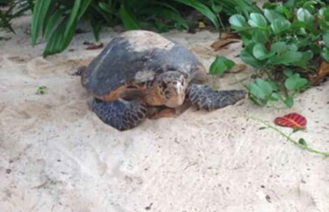 Surfers Self-Catering Chalets - Foto 28