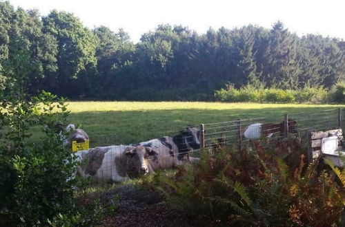 Photo 27 - Holiday Cottage in Schijf With a Fenced Garden