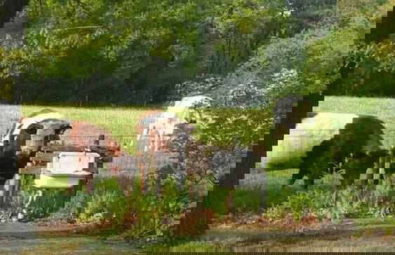 Cottage in Schijf With Garden - Foto 12