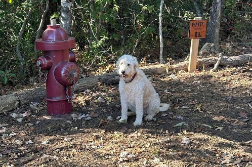 Photo 37 - Meraki Escape - Log Cabins w/Hot Tubs + Pet Friendly