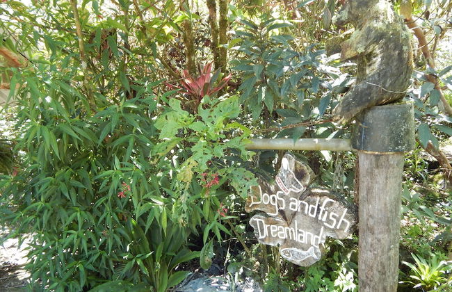 Dogs and Fish Dream Land - Photo 44