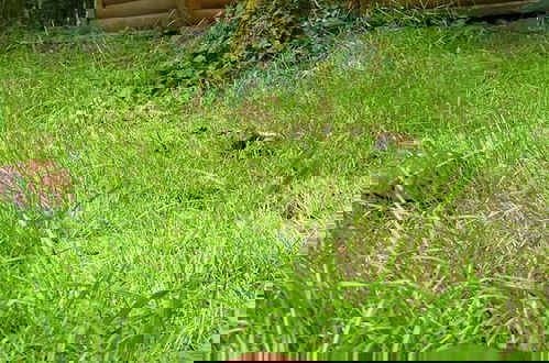 Foto 3 - Le Domaine Insolite de Brocéliande