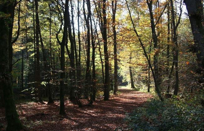 Bungalow in Eifel Near Mountain Trails - Foto 16