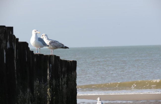 Spacious Holiday Home in Renesse near North Sea - Foto 26