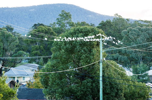 Photo 28 - Coal d' Vine VIEW - Cessnock NSW