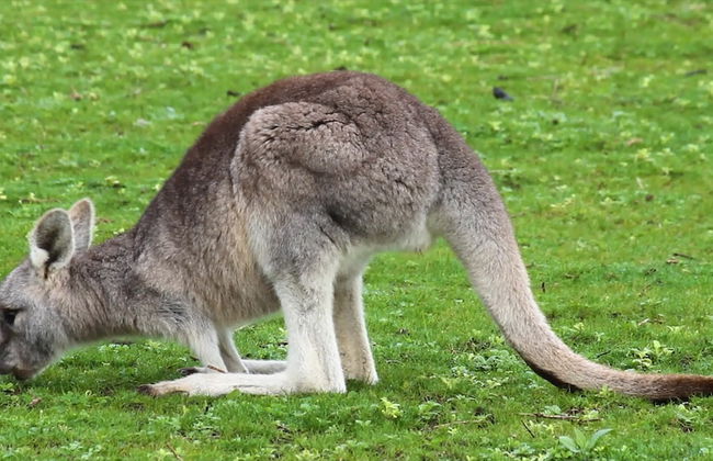 Limosa Rise - Foto 21