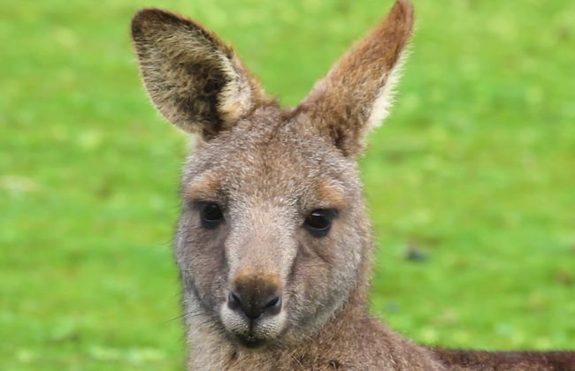 Limosa Rise - Foto 22