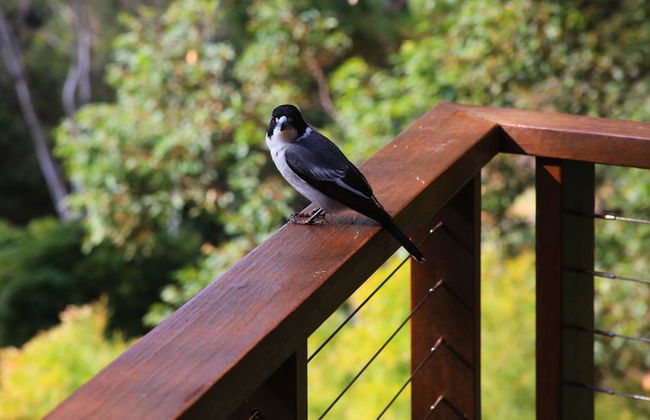 Montville Oceanview Cottages - Foto 35