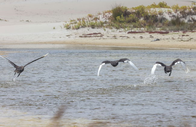 Hanson Bay Wildlife Sanctuary and Cabins - Foto 18