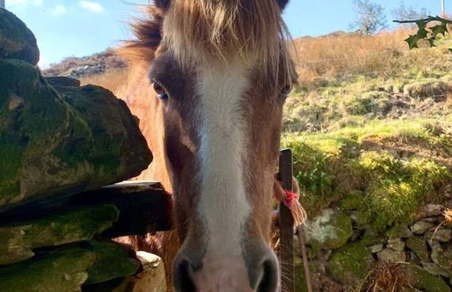 Cottage Dinorwig, get Away From it all - Foto 25