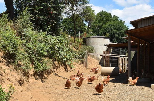 Photo 13 - Farm Situated Next to the Kellerwald National Park