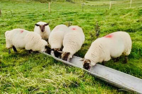 Photo 14 - The Snuggly Sheep Shepherd Hut Farm Stay