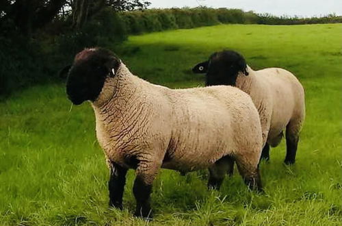 Photo 15 - The Snuggly Sheep Shepherd Hut Campview Farm Stay