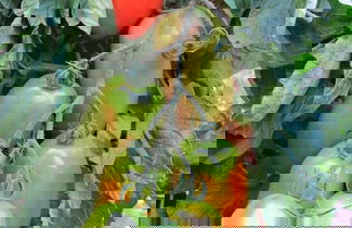 Photo 50 - Casa do Cribeiro