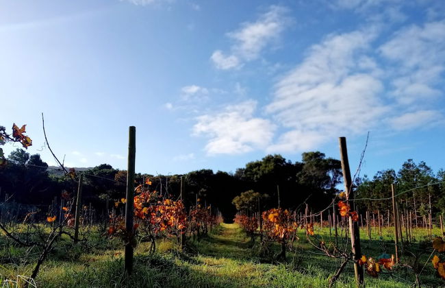 Casas do Morgadio - azorean wine & lodge - Foto 17