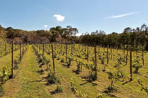 Photo 15 - Casas do Morgadio - azorean wine & lodge