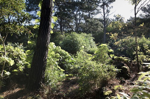 Foto 48 - Casas de Campo Alto da Bonança