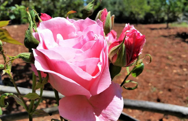 Dépendance in Villa Karmel - Foto 18