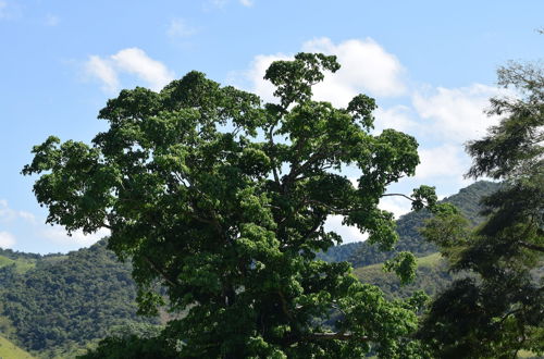 Photo 42 - Fazenda São Fernando