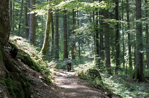 Photo 27 - Chalet am Birkenhain