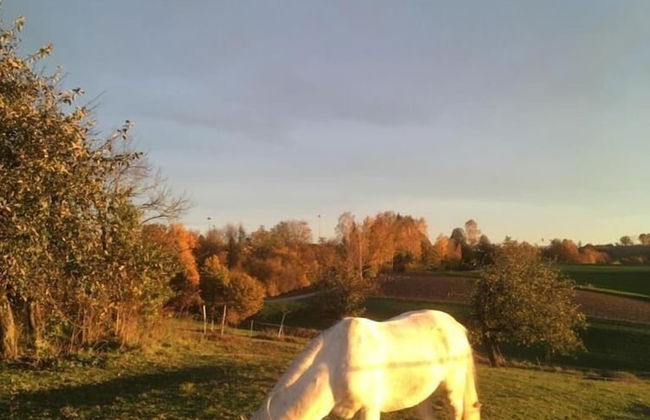 Ferienhof Löw - Foto 30