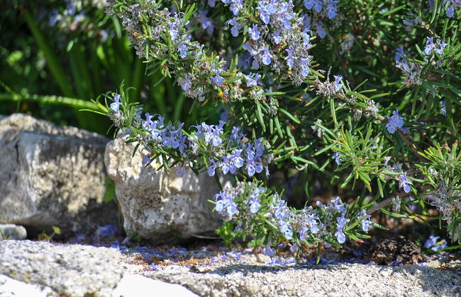 La nonna Efrosini - Foto 34