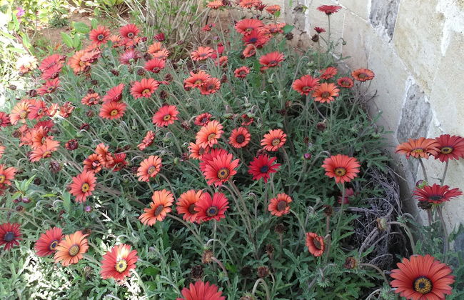 Villetta Dote - Foto 68