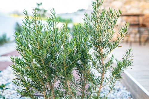 Photo 68 - Pebble Garden Olive Branch-Magnolia