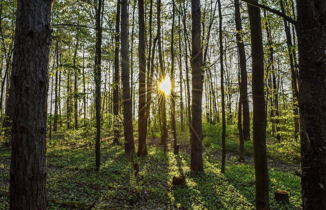 Lodge in Oignies Forest With Eco Design - Foto 34