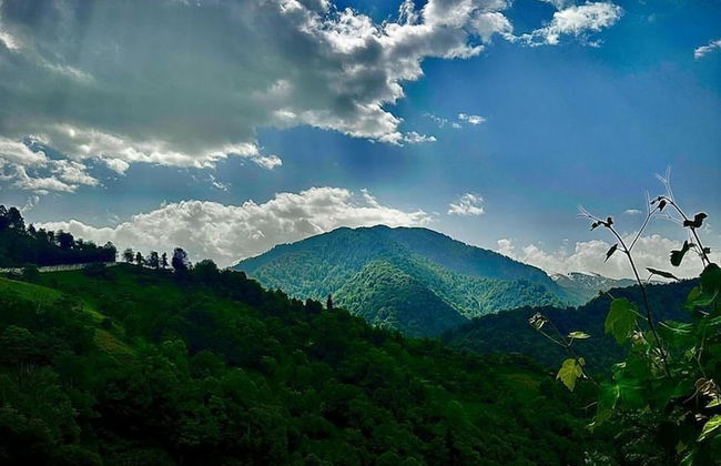 GreenWood Merisi - Foto 5