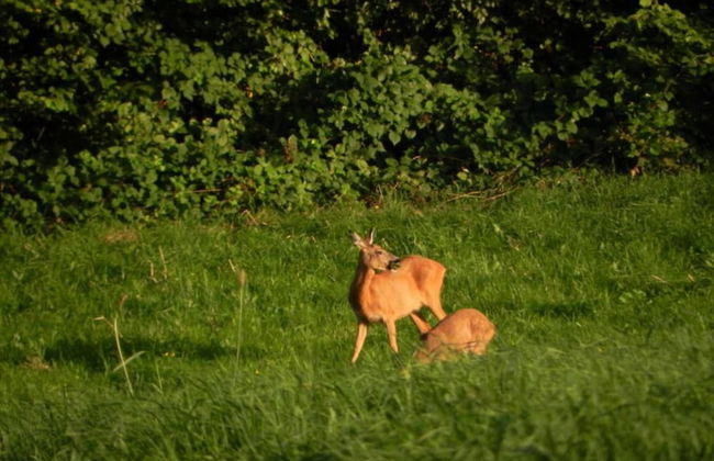 Limbourg Nature Retreat - Foto 29