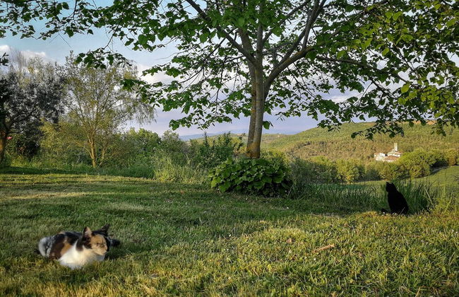Agriturismo Casa Greppo - Il Noce - Foto 49
