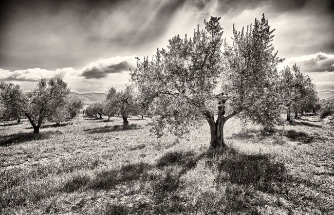 Agriturismo Casa Greppo - Il Noce - Foto 53
