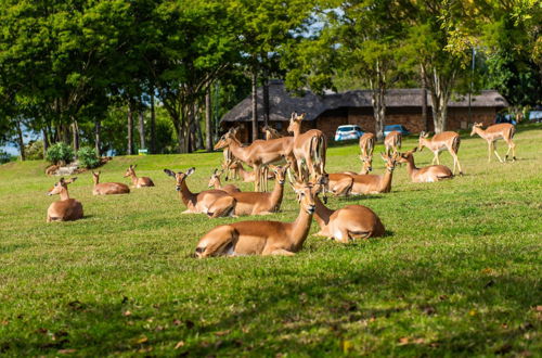 Foto 44 - Kruger Park Lodge Unit No. 253