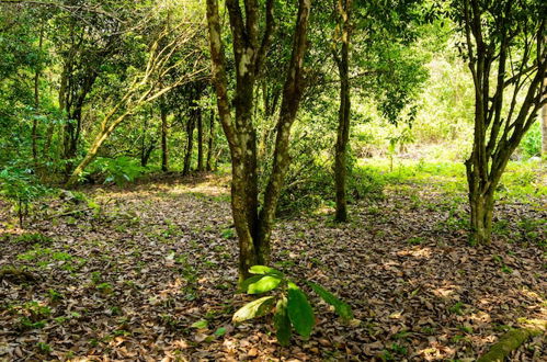 Photo 13 - Casa de campo Los Yungas