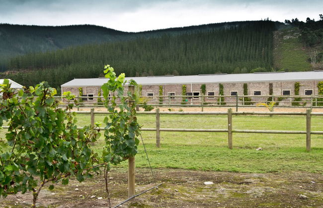 Kay and Monty Vineyard View - Foto 28