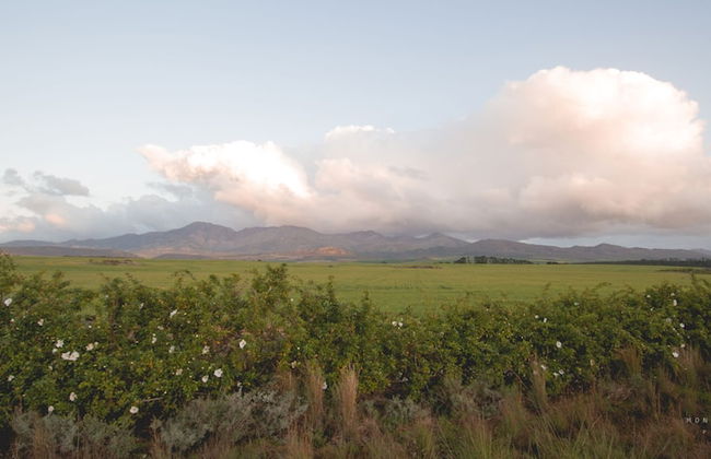 Endless Vineyards at Wildekrans Wine Estate - Foto 40