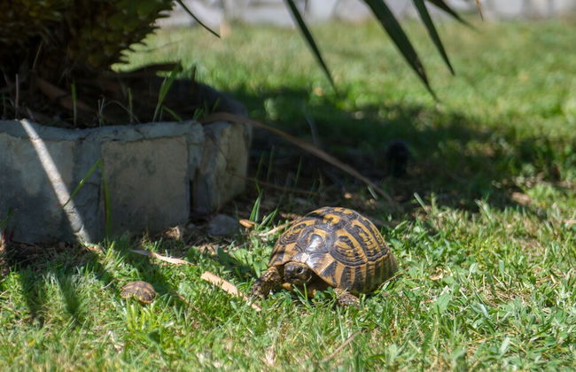 Villa Buna Breeze - Foto 54